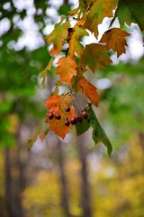 Poster - autumn leaves on a tree