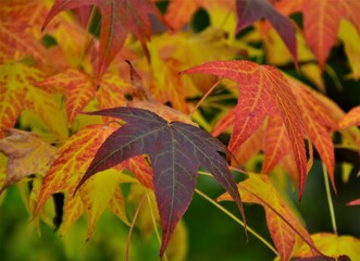 Poster - red autumn leaves