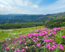 Pink Rhododendron Flowers On Summer Mountainside (Ukraine, Carpathian Mountains)