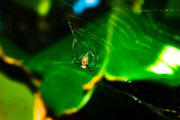 spider on web