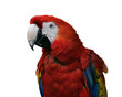 PNG illustration with a transparent background portrait of a colorful parrot