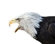 PNG illustration with a transparent background digital portrait of a bald eagle calling