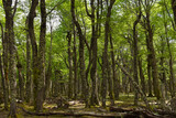 Fototapeta Londyn - Natural Resource Forest Trees