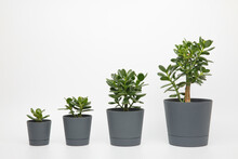 Four Plants Different Sizes Of Crassula Ovata Or Money Or Jade Tree In Pots Lined Up In Ascending Order In A Row On A White Background