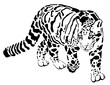 walking clouded leopard vector illustration black and white