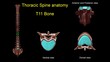 Thoracic spine T 11 bone anatomy for medical concept 3D Illustration