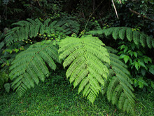 Giant Fern In The Forest