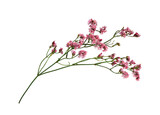 Fototapeta Tulipany - Twig of coral limonium flowers isolated on white or transparent background