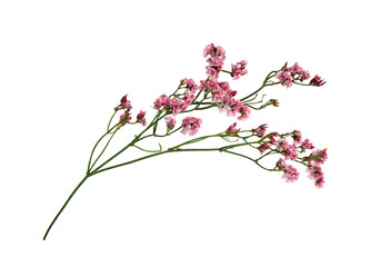 twig of coral limonium flowers isolated on white or transparent background