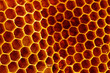 © Leonid Nyshko - Yellow Honeycomb closeup structure