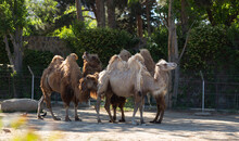Camels In The Zoo