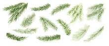 Pine Branch, Evergreen Tree, Fir, Cedar Watercolor. Winter Green Plants, Holiday Decoration.