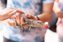Unrecognizable Person Holding A Baby Crocodile With Tis Beack Closed