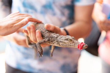 unrecognizable person holding a baby crocodile with tis beack closed