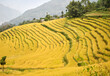 A panoramic view of the ripped paddy field at Tarku village in Sikkim that will be harvest in winter. Sikkim doesn’t produce adequate rice for people, so have to depend on government food supplies.