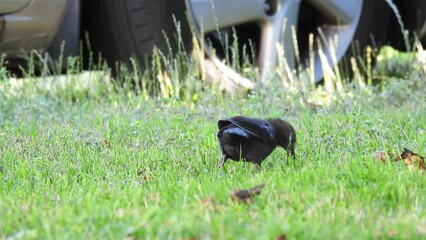 Canvas Print - young thrush looks for cherry in the grass and pecks