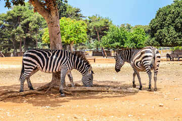 Wall Mural - Beautiful zebras in safari park