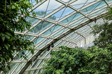 Green Trees Under Glass Dome In Botanical Garden