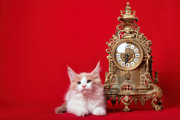 Poster - A maine coon kitten sitting at the old clock on the red background in the studio.