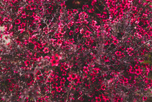 Close-up Of New Zealand Tea Bush Plant With Dark Leaves And Red Flowers