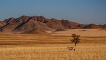 Namibian Desert With Oryx In The Foreground And Sand Dunes In The Background Namibia