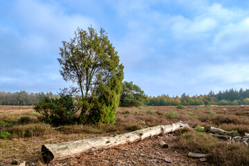 Canvas Print - Nature reserve Sallandse Heuvelrug