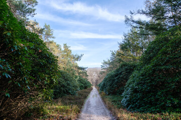 Canvas Print - Nature reserve Sallandse Heuvelrug