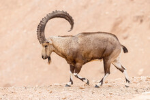 The Nubian Ibex (Capra Nubiana)  Is A Desert-dwelling Goat Species Found In Mountainous Areas Of Algeria, Egypt, Ethiopia, Eritrea, Israel, Jordan, Lebanon, Oman, Saudi Arabia, Sudan, And Yemen. 
