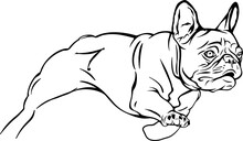 French Bulldog Running Illustrations Line Art Design 