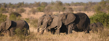 Elephants Foraging On The Savannah In Kruger National Park