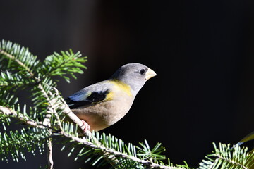 Wall Mural - Colorful female Evening Grosbeak sits perched in a tree