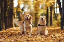 Holding Leash. Two Labrador Retrievers Are Together In The Forest At Autumn Season Daytime