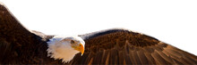 PNG Illustration With A Transparent Background Portrait Of A Bald Eagle Wings Spread In Flight	

