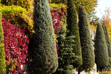 Row Of Trees Decorated With Topiary Art