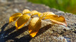 Żółty jesienny liść leżący na betonie