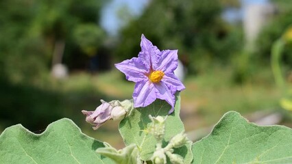 Sticker - Brinjal, eggplant, aubergine flowers which are purple in colour. in the garden