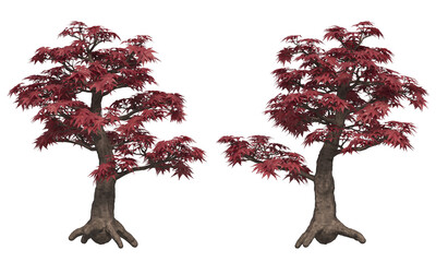 Wall Mural - Japanese maple plant