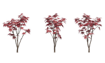 Canvas Print - Japanese maple plant