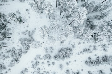 Canvas Print - Aerial view of snow-covered pine trees in a forest during winter