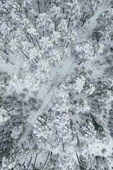 Poster - Aerial view of snow-covered pine trees in a forest during winter