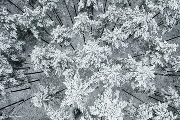 Poster - Aerial view of snow-covered pine trees in a forest during winter