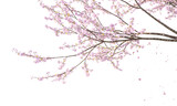 Fototapeta Lawenda - Sakura branches clipping path cherry blossom branches isolated
