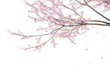 Sakura Branches Clipping Path Cherry Blossom Branches Isolated