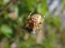 Female Garden Spider (Araneus Diadematus) Holding Its Prey