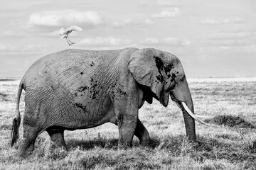 Poster - Egret landing on back of elephant standing on grassland in black and white