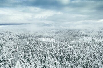 Canvas Print - Beautiful winter landscape with a snowy forest against the background of the cloudy sky.