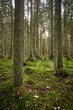 © Pekka/Wirestock Creators - Beautiful landscape of a green enchanted forest in a vertical shot