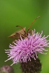 Wall Mural - Shallow focus shot of a dock bug (Coreus marginatus) sitting on creeping thistle flower