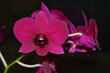Makrofotografie Lila Orchidee