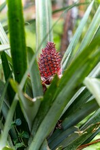 A Red Pineapple Growing In Jungle